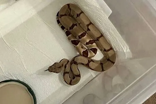 Węże boa imperator