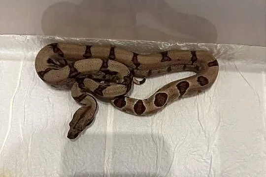 Węże boa imperator, Świętokrzyskie, Pińczów