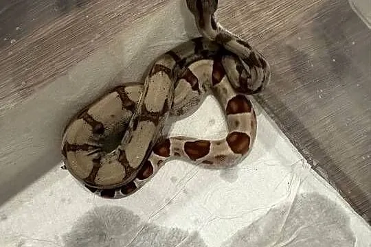 Węże boa imperator, Świętokrzyskie, Pińczów