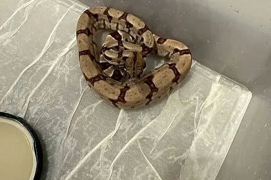 Węże boa imperator, Świętokrzyskie, Pińczów