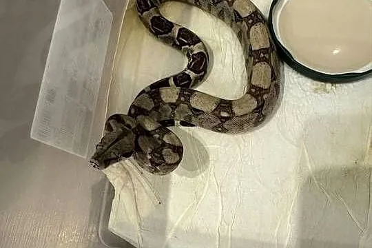 Węże boa imperator, Świętokrzyskie, Pińczów