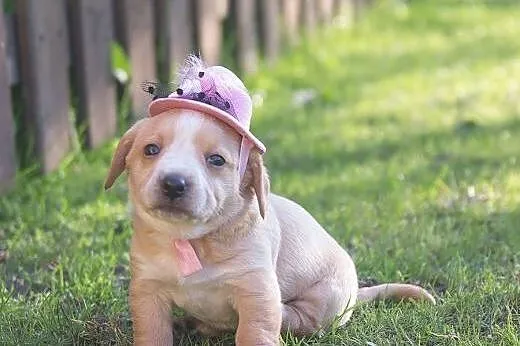 Syriusz - słodki maluch poleca się do adopcji :),  mazowieckie Warszawa