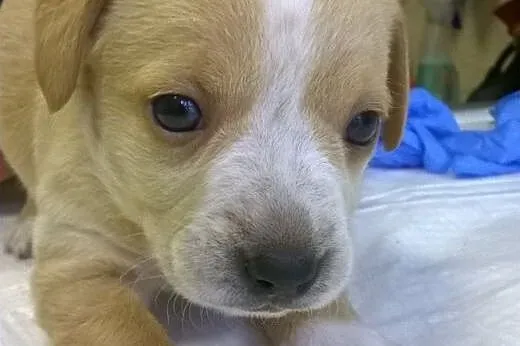 Syriusz - słodki maluch poleca się do adopcji :), 