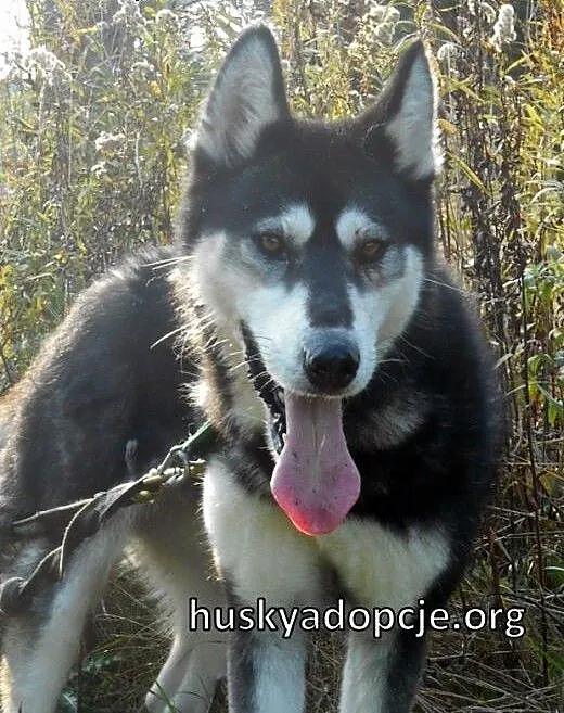 DASTY- młoda, towarzyska suczka husky do adopcji,