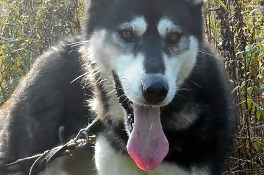 DASTY- młoda, towarzyska suczka husky do adopcji, 
