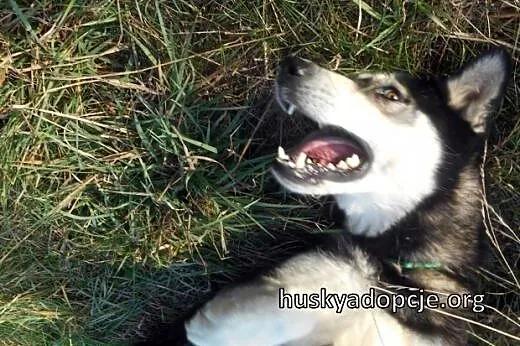 DASTY- młoda, towarzyska suczka husky do adopcji, 