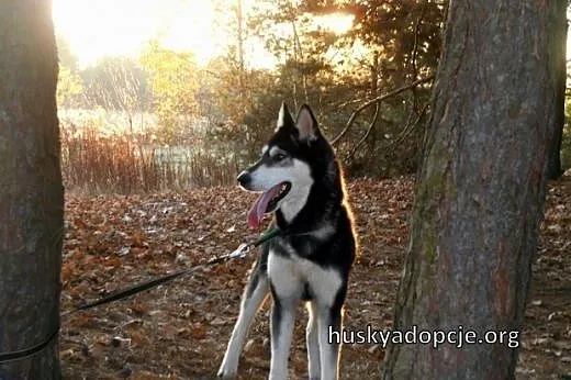 DASTY- młoda, towarzyska suczka husky do adopcji, 