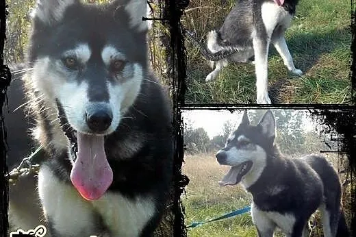 DASTY- młoda, towarzyska suczka husky do adopcji, 