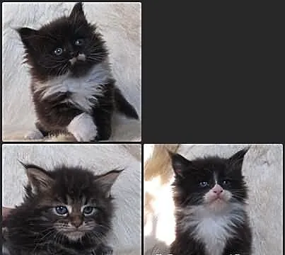 Kocięta Maine Coon