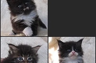 Kocięta Maine Coon