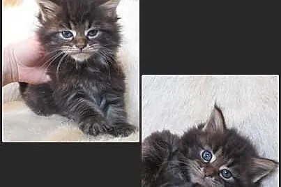 Kocięta Maine Coon