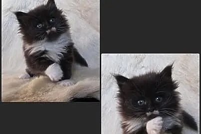 Kocięta Maine Coon