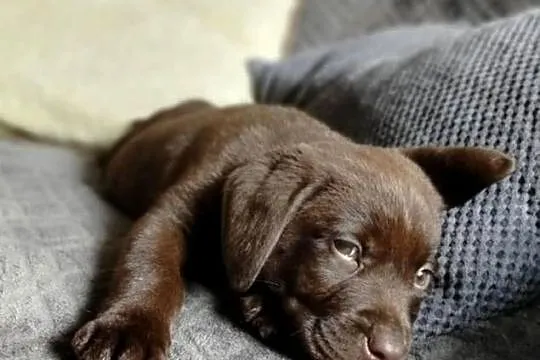 Labrador Retriever, Wielkopolskie, Leszno