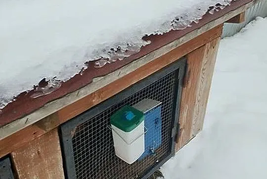 Klatka dla królika, Pomorskie, Frank