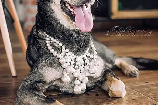 SHILA - kochana, DZIECIOLUBNA i rodzinna sunia do 