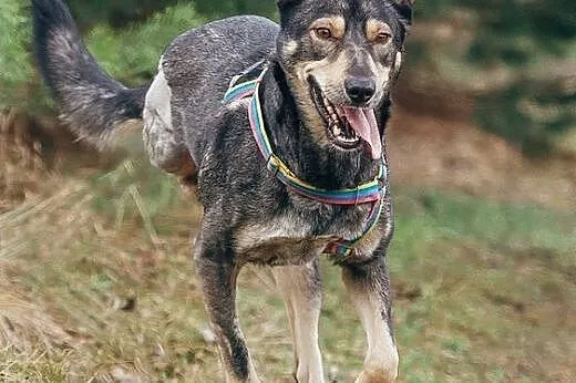 SHILA - kochana, DZIECIOLUBNA i rodzinna sunia do 