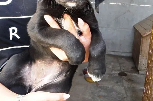 Suczka szczeniak mix labrador ADOPCJA,  małopolskie Kraków