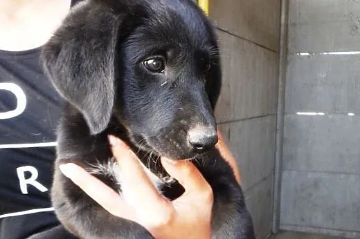 Suczka szczeniak mix labrador ADOPCJA,  małopolski