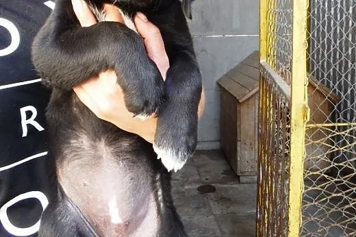 Suczka szczeniak mix labrador ADOPCJA,  małopolski