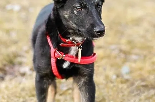 Maleńki TROJEK szuka kochającego domku!