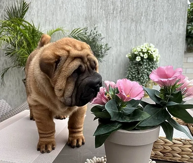 Szczeniaki sharpei biszkoptowe pies suczka domowa hodowla, Wielkopolskie, Śrem