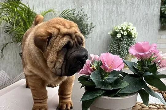 Szczeniaki sharpei biszkoptowe pies suczka domowa hodowla, Wielkopolskie, Śrem