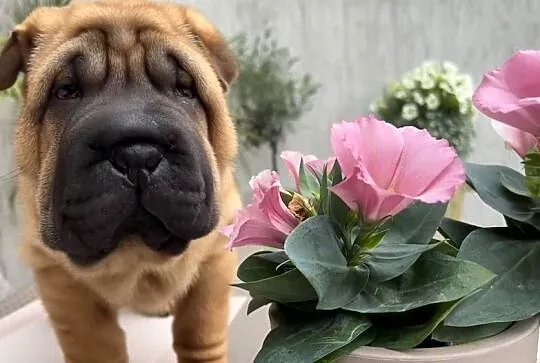 Szczeniaki sharpei biszkoptowe pies suczka domowa hodowla, Wielkopolskie, Śrem