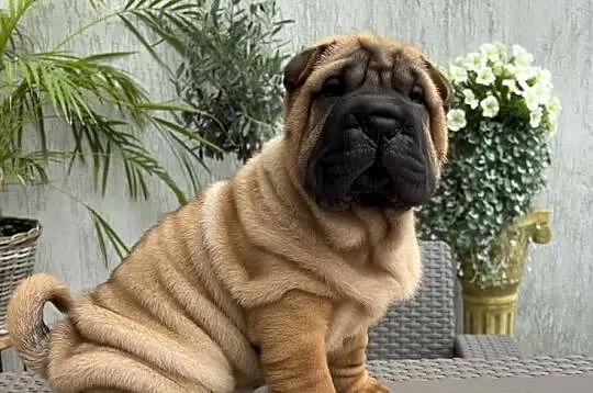 Szczeniaki sharpei biszkoptowe pies suczka domowa hodowla, Wielkopolskie, Śrem