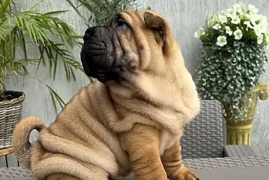 Szczeniaki sharpei biszkoptowe pies suczka domowa hodowla, Wielkopolskie, Śrem