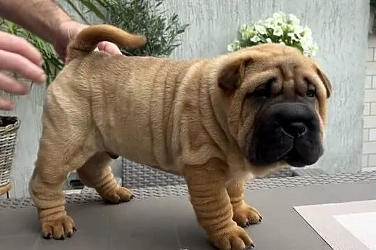Szczeniaki sharpei biszkoptowe pies suczka domowa hodowla, Wielkopolskie, Śrem