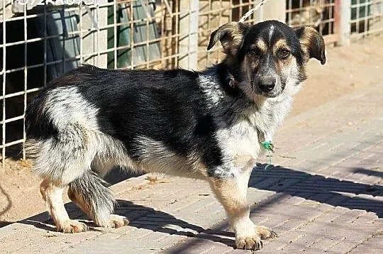 DOMINO pełen uroku nieśmiały piesek szuka cierpliw