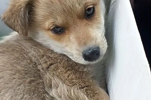 Śliczny szczeniaczek ma 8 tyg. do adopcji - Puchatek,  mazowieckie Warszawa