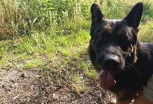 Milo - uratuj spokojnego, dużego psiaka., wielkop