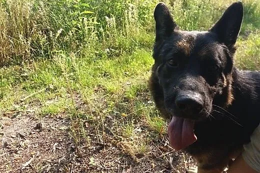 Milo - uratuj spokojnego, dużego psiaka.,  wielkop