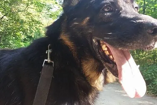 Milo - uratuj spokojnego, dużego psiaka.,  wielkop
