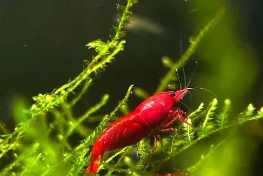 Krawetki Neocardina Bloody Mary Rarytas