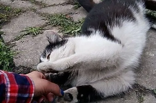 Młodziutki, wspaniały kocurek szuka domu!!,  śląsk