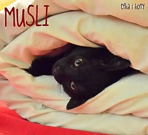 Musli - czarna kotka w białym bikini