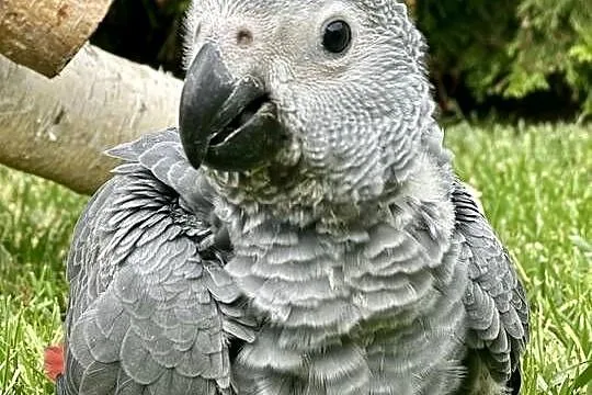 Żako kongijskie samiczki oswojone ręcznie karmione