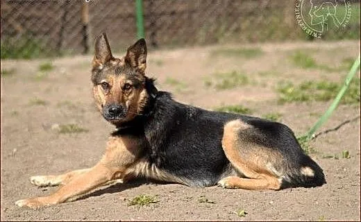 Gasia - suczka w wielkim kłopocie :(, warmińsko-m