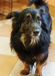 Pascal to dorosły i fajny psiak do adopcji ., łód