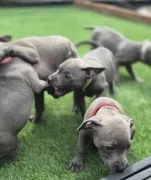 STAFFORSHIRE BULL TERRIER, szczeniak na sprzedaż, kontakt przez Whatsapp +48736614543