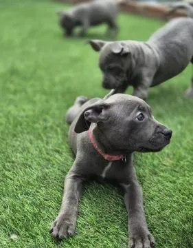 STAFFORSHIRE BULL TERRIER, szczeniak na sprzedaż, kontakt przez Whatsapp +48736614543, , Ploski