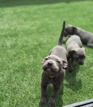 STAFFORSHIRE BULL TERRIER, szczeniak na sprzedaż, kontakt przez Whatsapp +48736614543, , Ploski