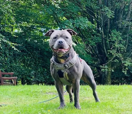 STAFFORSHIRE BULL TERRIER, szczeniak na sprzedaż, kontakt przez Whatsapp +48736614543, , Ploski
