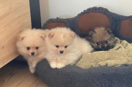 Szpic miniaturowy pomeranian