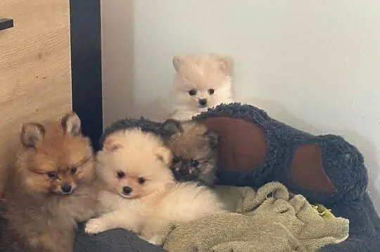 Szpic miniaturowy pomeranian, Świętokrzyskie, Łukowa