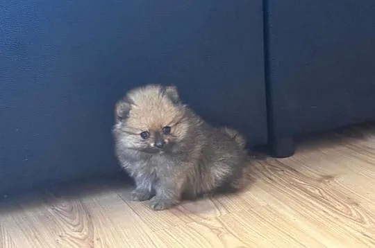 Szpic miniaturowy pomeranian, Świętokrzyskie, Łukowa