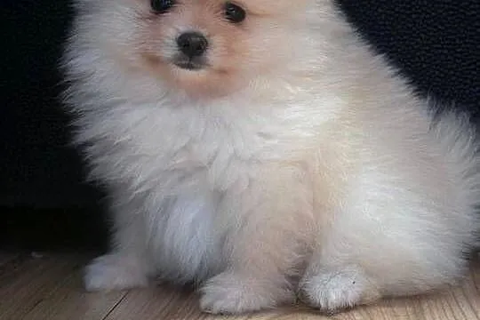 Szpic miniaturowy pomeranian, Świętokrzyskie, Łukowa
