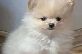 Szpic miniaturowy pomeranian, Świętokrzyskie, Łukowa